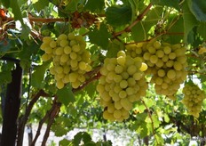 Cotton Candy also in the trial area, these are super sweet at 22 brix. There is only 4 hectares planted at he moment, they go to the South African domestic market but will be exported next year.