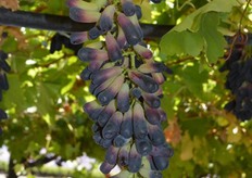 Sweet Sapphire: 3 hectares have been planted as a trial, more will be planted if the market demands them.