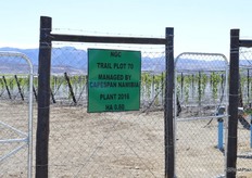 The new trial area set up this year with 26 different varieties growing side by side for easy comparison.