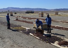 The grapes which do not make the cut are dried for raisins.