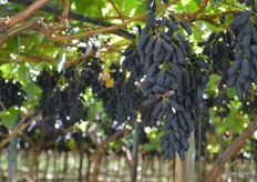 More of the Sweet Sapphire variety.