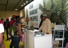 Pineapples from Benin, the Benin Sugarloaf are unique cone-shaped pineapples that grow all year round without pesticides or artificial coloring.
