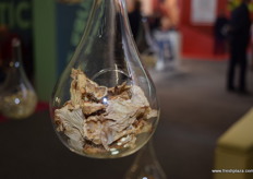 Up close and personal with dried oyster mushrooms in the City Cube.