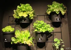A rack can be bought with the pots to hang the homegrown lettuce.