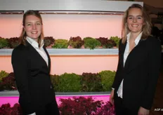 Suzanne van der Kooij and Saskia van Daalen show how the Enza varieties thrive under LED