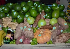 Selection of tropical and exotic produce items from WP Produce, including greenskin avocados, malanga, yuca, plantains, ginger and calabazas.
