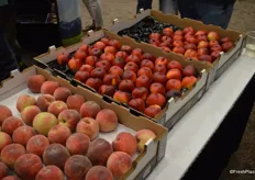 California's first stone fruit was harvested on Friday and shipped overnight to the Viva Fresh Expo. On the left are Snow Angel white peaches. To the right is the Honey May nectarine variety.