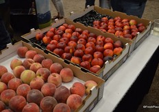 California's first stone fruit was harvested on Friday and shipped overnight to the Viva Fresh Expo. On the left are Snow Angel white peaches. To the right is the Honey May nectarine variety.