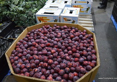 A huge box if giant plums.