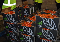 Lovely tomatoes from Stellar Farms.