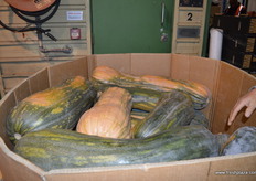 Extremely huge specimens!