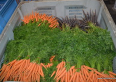Stunning purple carrots at Mercurio Bros.