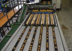 From the bins the kiwifruit goes through brushes to clean it up.