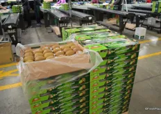 There are jumbo gold kiwifruit packed in single layer trays, this has a been a season of particularly big fruit.