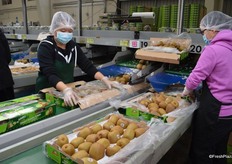 Normally the size would average at 27s, but this year it is 22s with quite a few 18s.