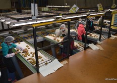 Oakside will pack 9 million cartons this year, down on last year's 10.7 million.