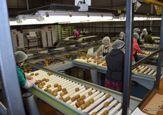 Here the kiwifruit is sorted by feel, the biggest problem with kiwis is if they are soft at this stage.