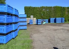 Next we went to see some harvesting, here are blue bins developed by Seeka.