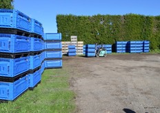 Next we went to see some harvesting, here are blue bins developed by Seeka.