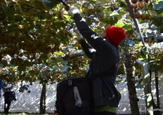 The pickers need to place the fruit in their baskets, not drop it in as this can cause bruising on the fruit.