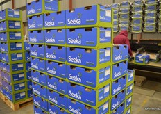 Kiwis in the Seeka boxes will be class II which is exported to Australia.