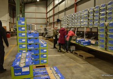 KKP packs mostly thee green variety.