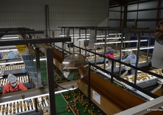 These are the grading lines.