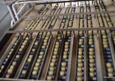 This were the kiwis are weighed and stickered.