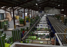 And packed into the trays.