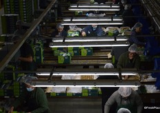 The kiwifruit has be arranged by hand in the single layer boxes.