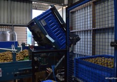 The kiwis are tipped from the bins at the start of the packing process.