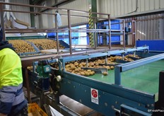 They are brushed before the get on the lines.