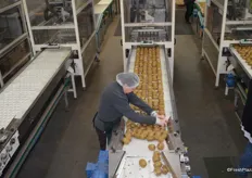 The workers rearrange the fruit before it it automatically put in the single layer trays.