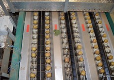 This where the fruit weighed before being labelled.