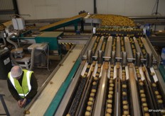 Kiwifruit coming into the packhouse.