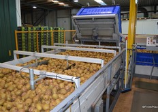 The bin tips the kiwis straight from thee field.