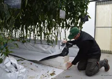 There is a two layer system at the base of the plants, the first layer is the heating duct and then the plant layer. There are also two layers of plastic, the first one keeps the heat exactly where it is needed to heat the root to 20-22 °C.