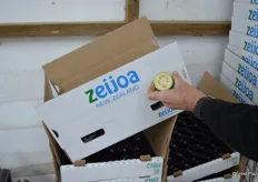 Zeijoa is the brand from a group of New Zealand feijoa growers, the collaboration helps them increase volumes and maket share.