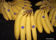 More supplies of bananas from Costa
