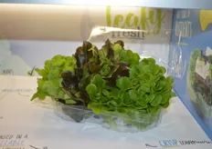 Leafy Fresh lettuce is the newest addition to Pure Flavor®'s product line. Available in 5 varieties in multiple combinations.