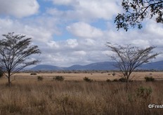 The iconic silver cluster-leaf (Terminalia sericea) of the Bushveld that denotes deep, sandy soils. The Waterberg mountains are on the horizon.
