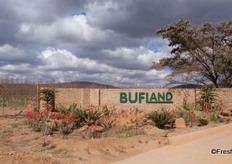 The farm's entrance with another specimen of the tree characteristic of the veld in this area, the Terminalia sericea (silver cluster-leaf).