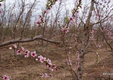Low chill peach varieties are already in bloom, even though winter is but halfway on Bufland Boerdery.