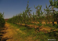 The rows of pruned trees in very early spring (photo taken at the end of August 2013).