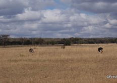 Ostriches in Terminalia (silver cluster-leaf tree) veld.