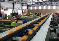 The new two lane sorting machine has 30 outlets, simplifying the packing of fruit at peak counts.