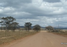 The region is characterised by deep, sandy soils in this part of the mineral-rich Bushveld.