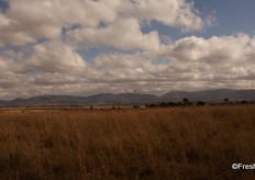 Bushveld with the Waterberg mountains on the horizon.