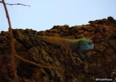 An agama lizard on a tree just outside the citrus packhouse.
