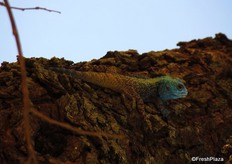 An agama lizard on a tree just outside the citrus packhouse.